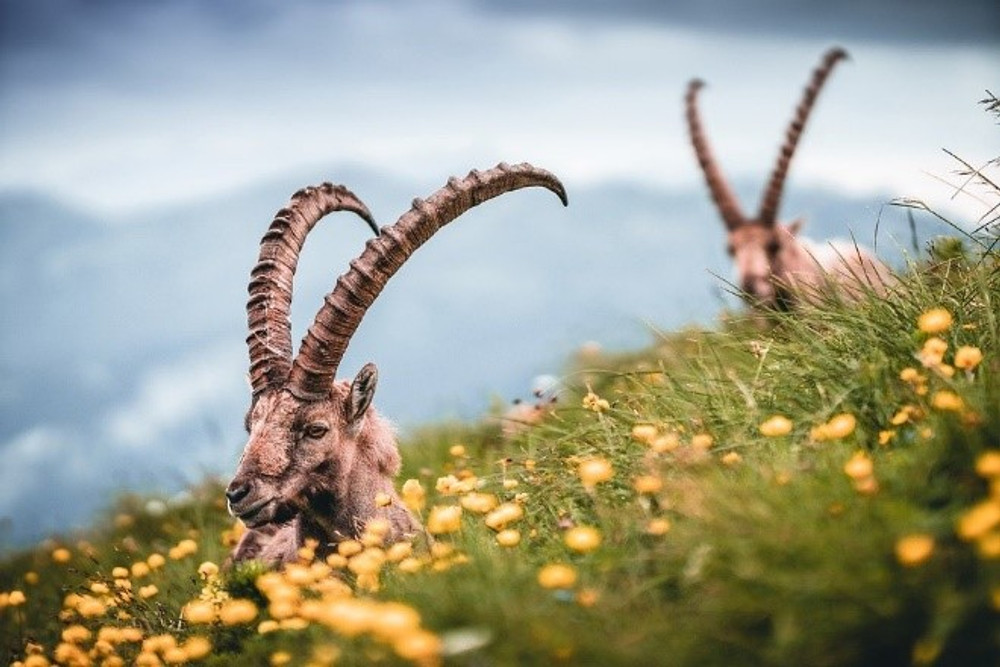 Ibex hunts.