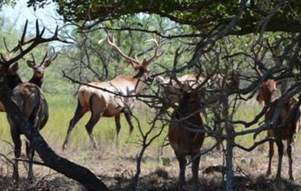 Elk hunts