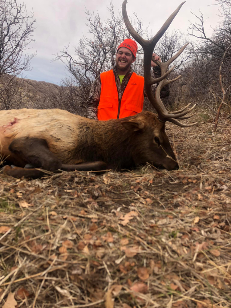 5x5 Colorado elk.