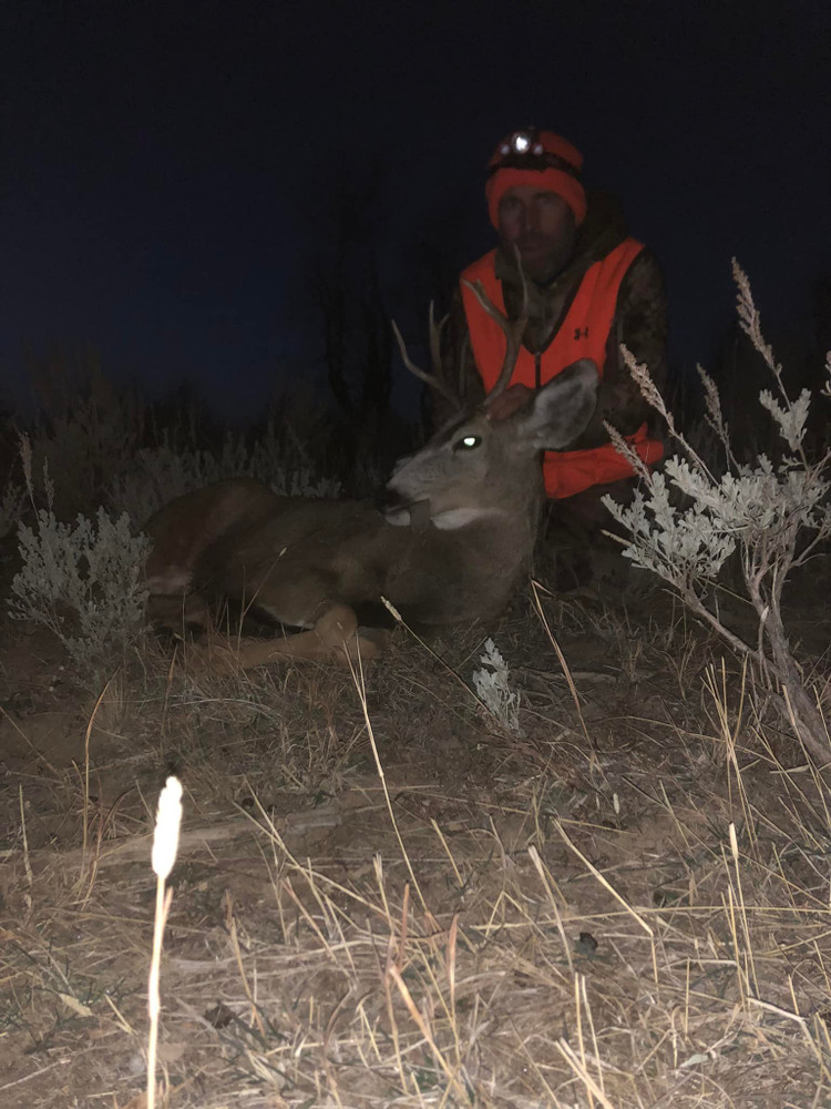 Mule Deer in Colorado.