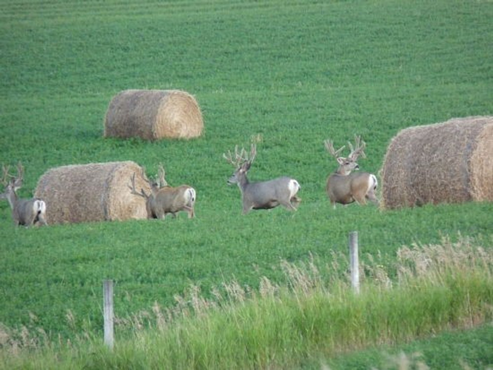 Alfalfa mule deer hunt.