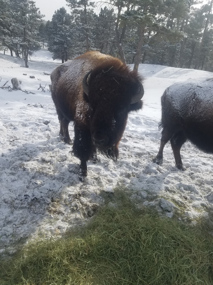 Hunt #5040 Colorado Buffalo Shoot