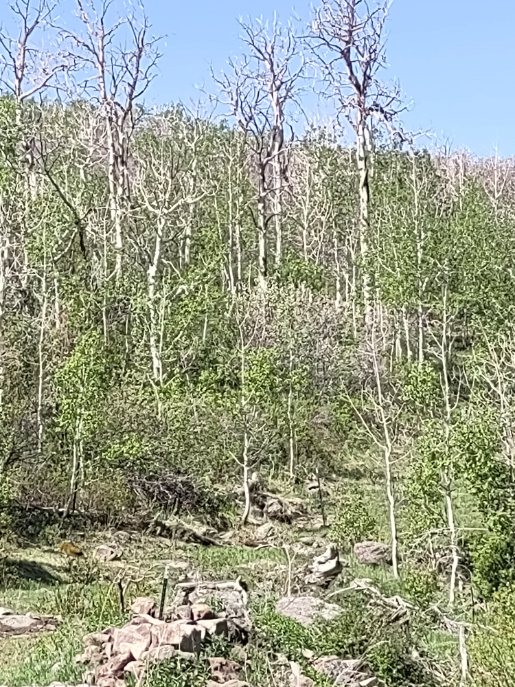 Public land access behind private.