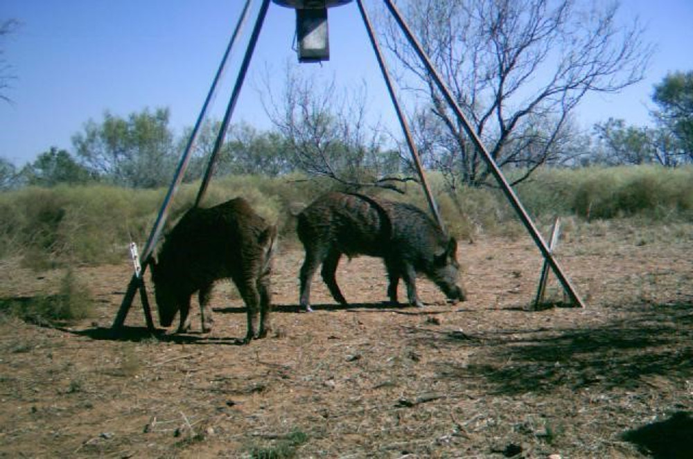 Deer and hog corn feeders on private land hunt.