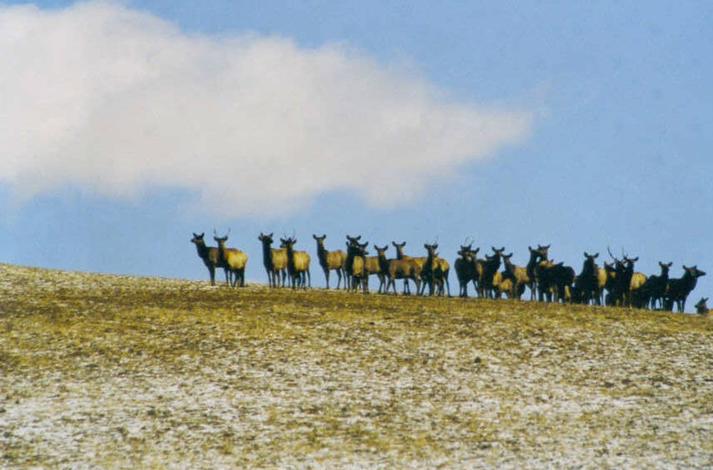 Elk on the hills of CO.