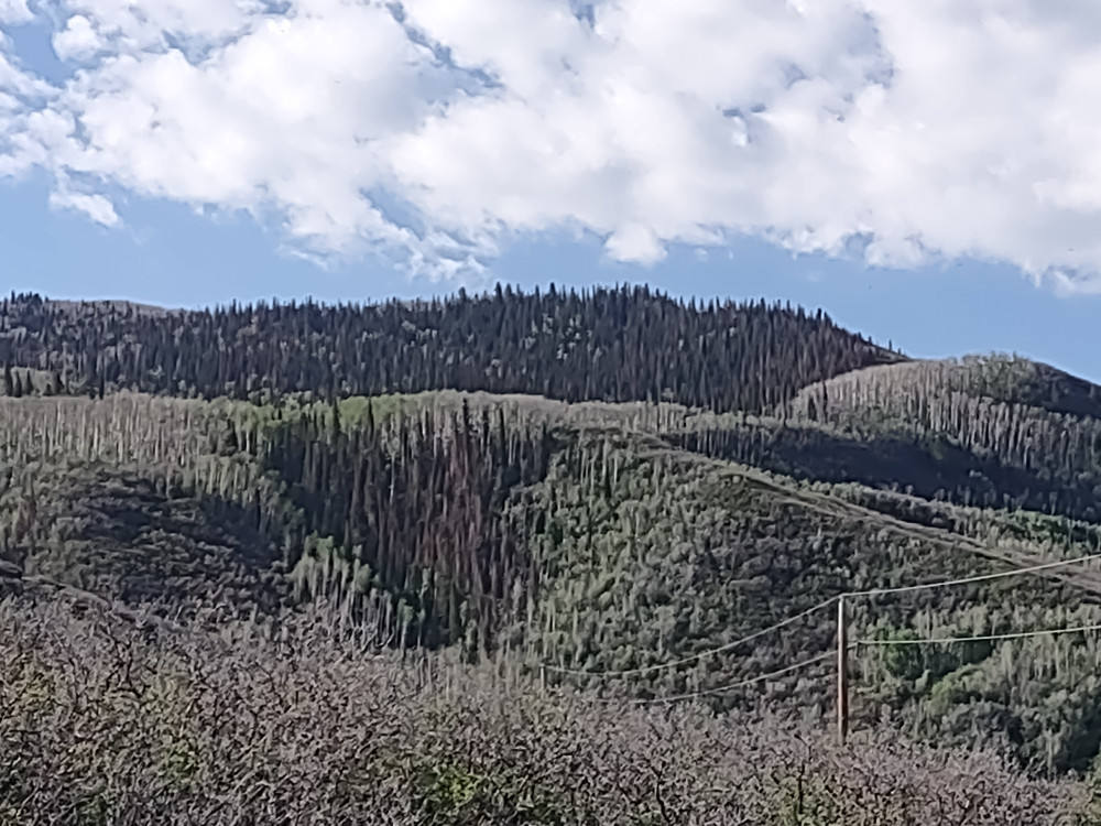 Elk and deer hunting.