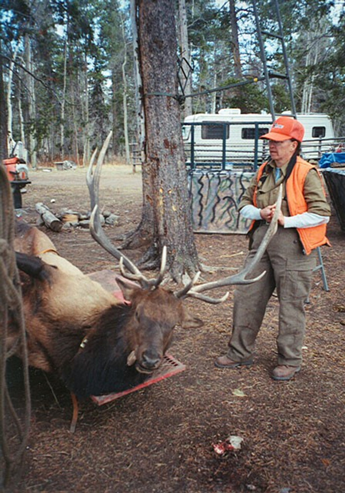 Nice bull elk