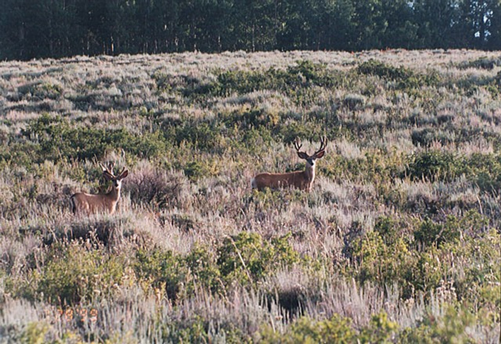 Hunt #5024 DIY/Semi-Guided Elk Private Land