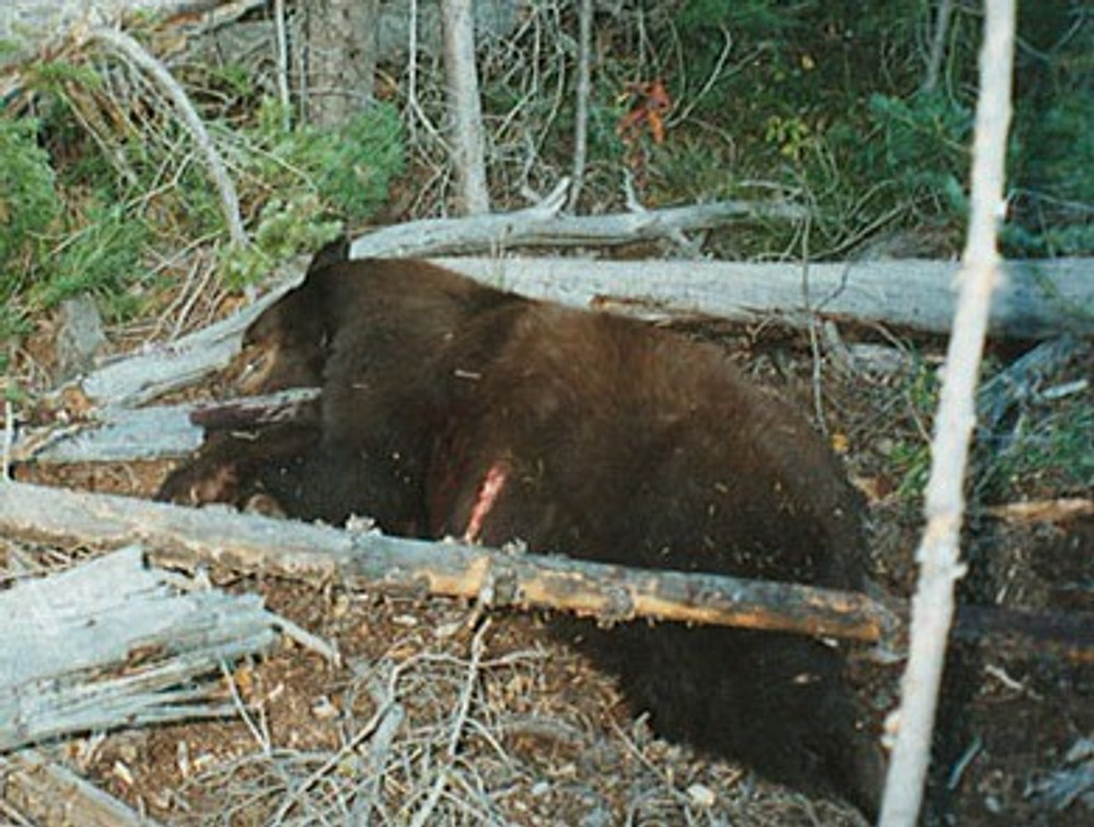 Hunt black bear in CO.