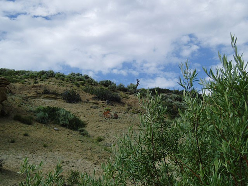Picture of private hunting property.