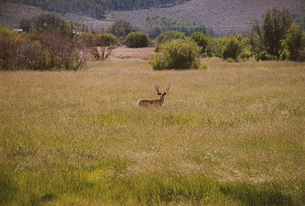 Deer in a field.