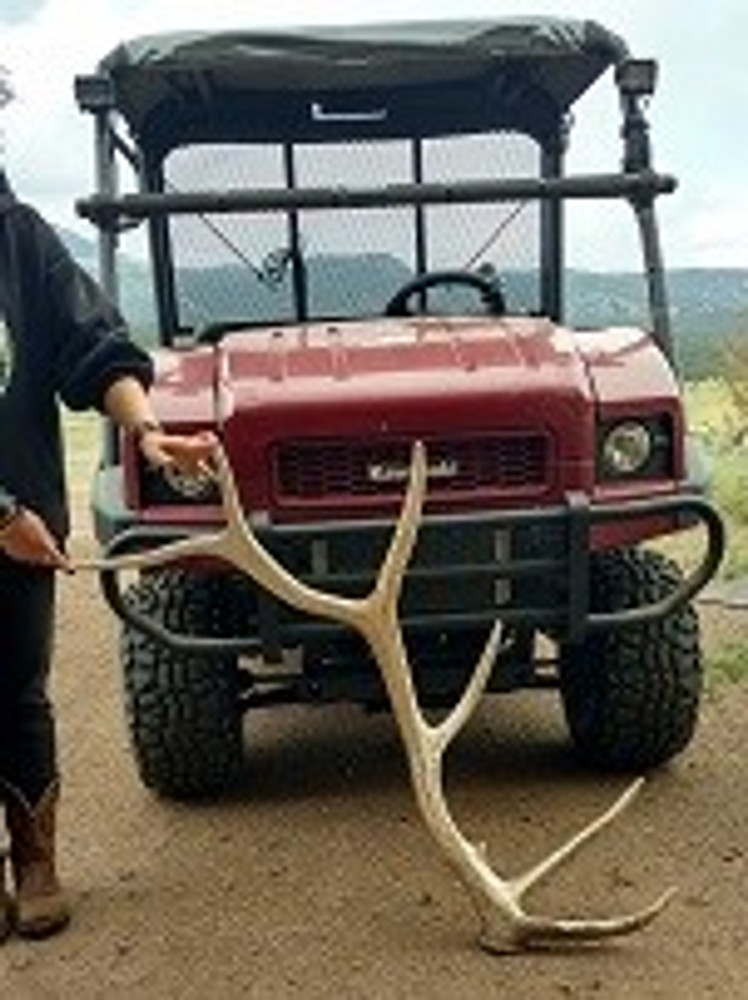 Elk antler shed