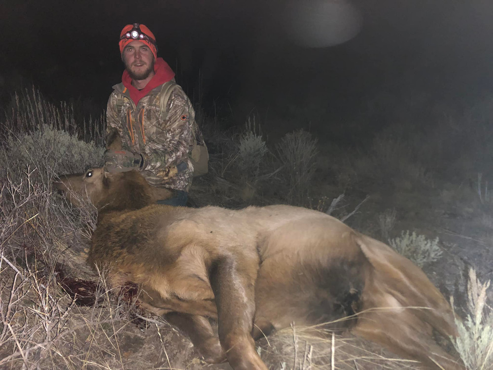 Cow elk hunt.