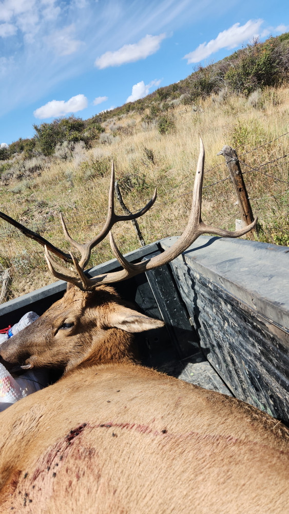 High success elk hunts