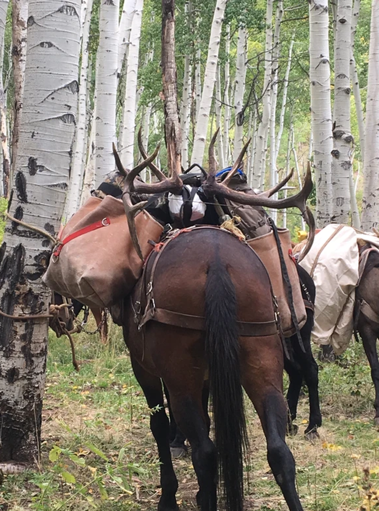 Nice elk during packout.