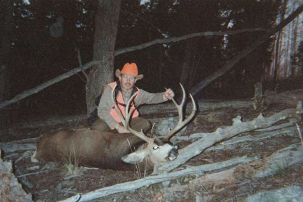 Mule deer buck