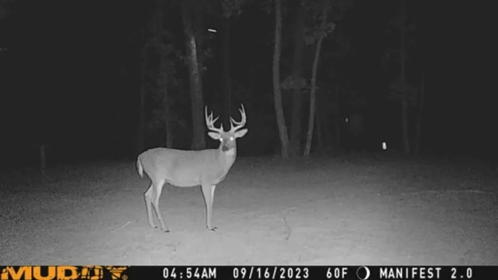 More game cam pics of whitetail bucks.