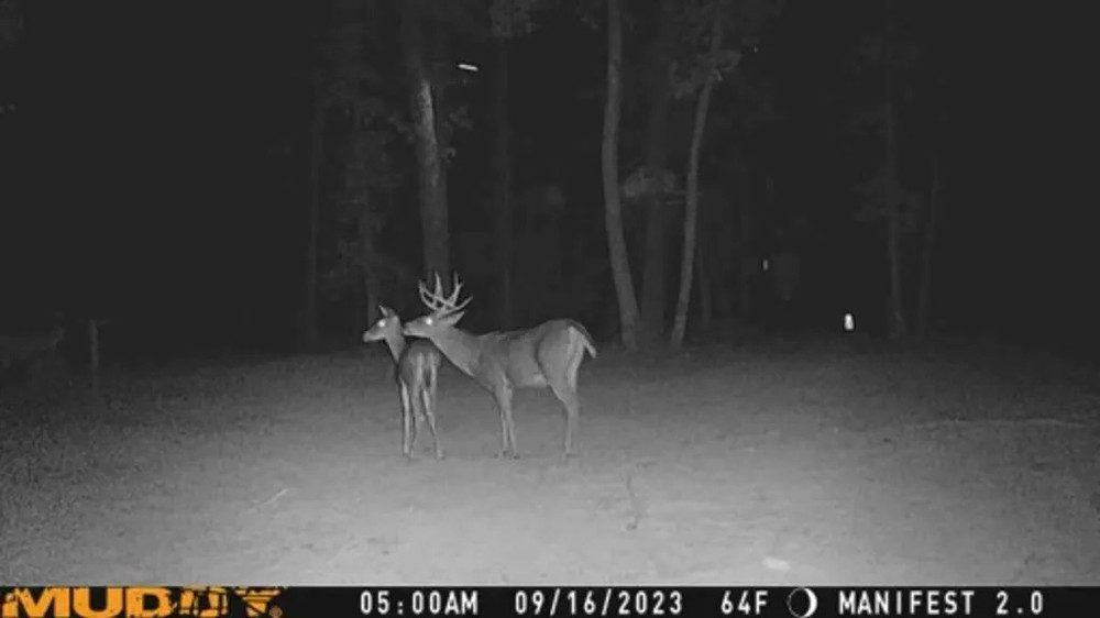 Game cameras on whitetail in MO.