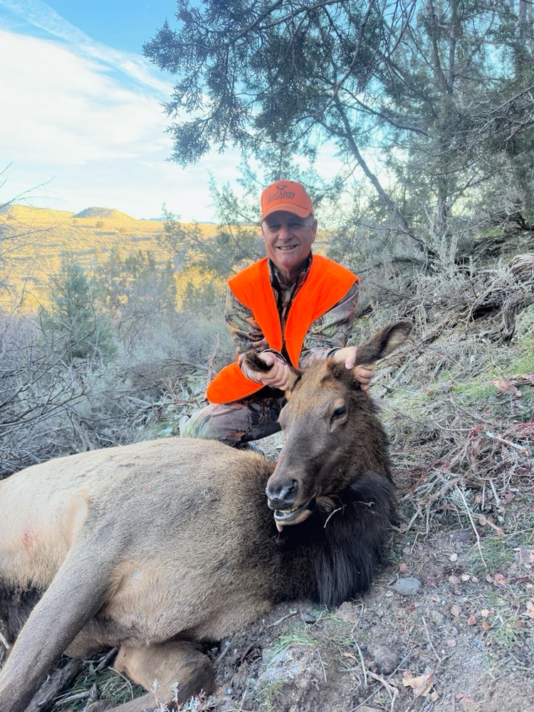 Guided cow elk in CO