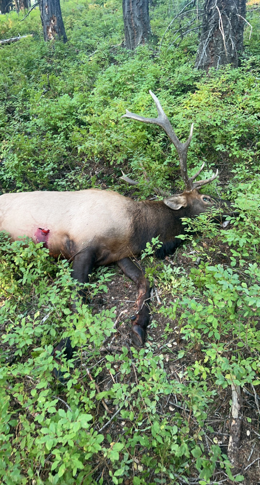 Guided Idaho elk hunt