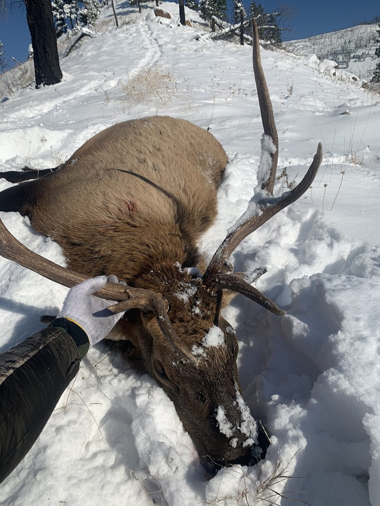 Good success on elk hunts