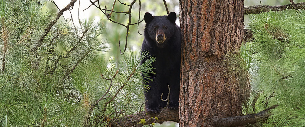 Be careful and look up in trees for bear and lions.
