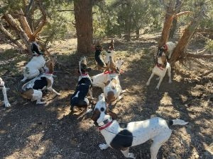 Mountain lion hunts with hounds