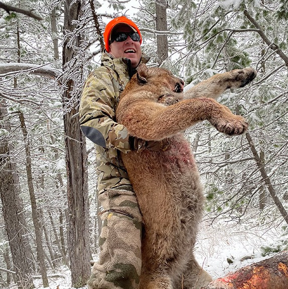 Guided mountain lion hunt