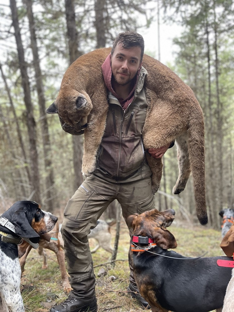 MT mountain lion hunt