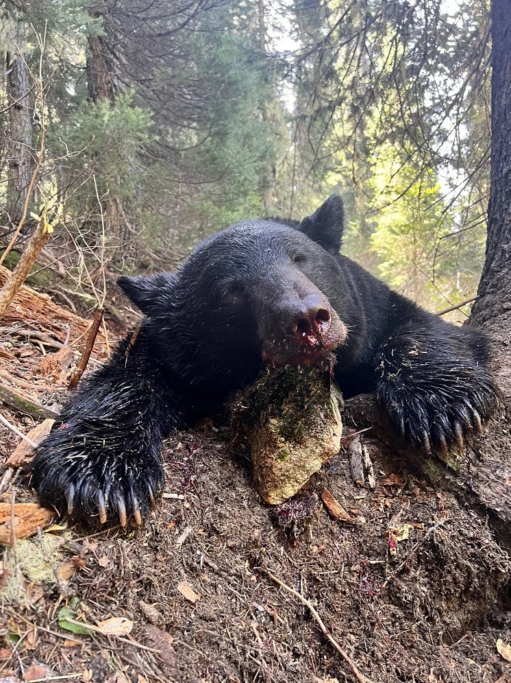 Montana trophy black bear.
