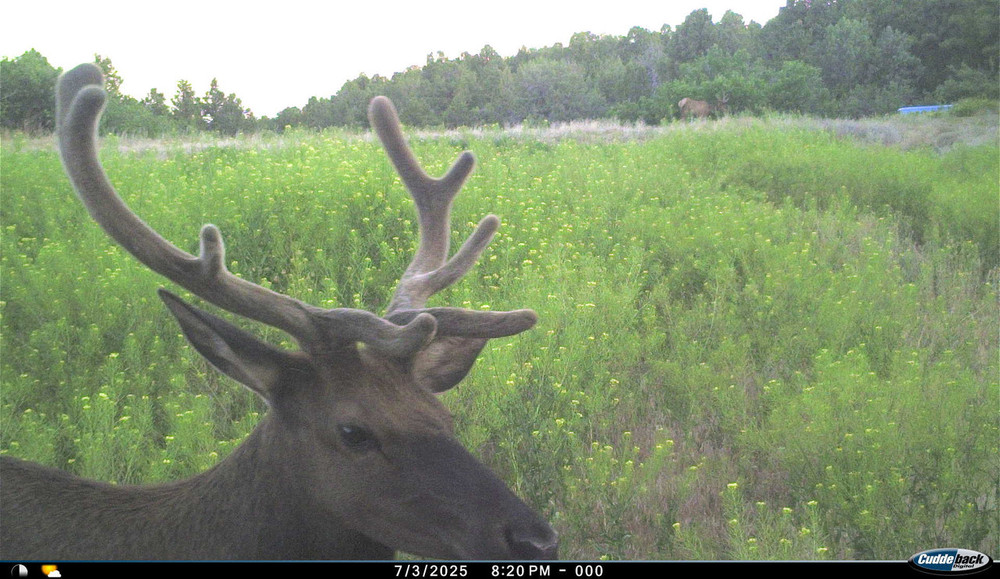 Day game cam elk pics