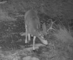 Promising trophy mule deer