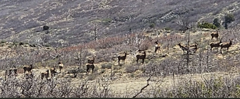 Elk heard