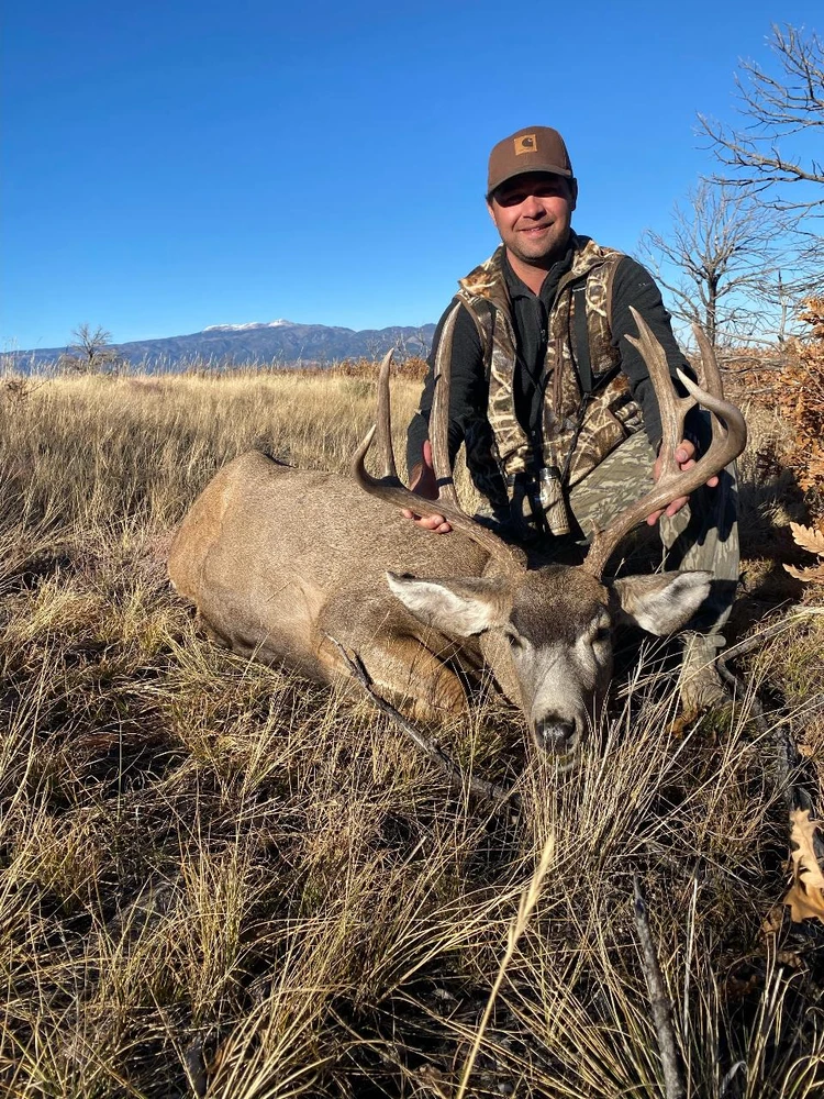 Colorado mule deer