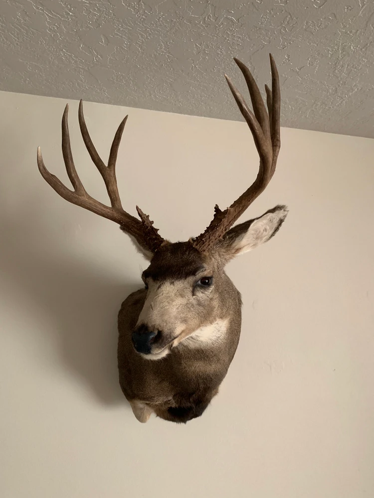 Mule deer wall hanger.