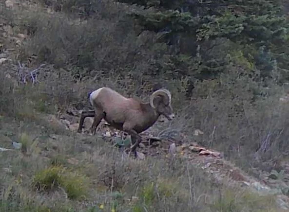 Private land DIY elk hunt