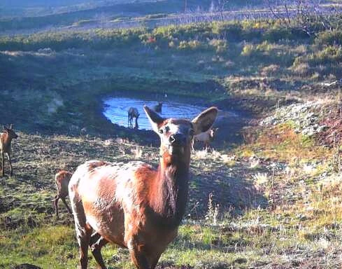 Water is gold when hunting elk.