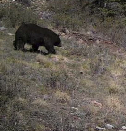 Big black bear