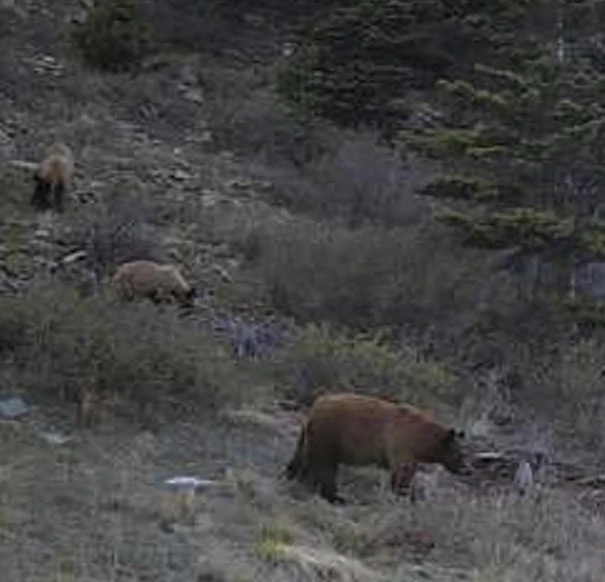 Black bear can be color phased.