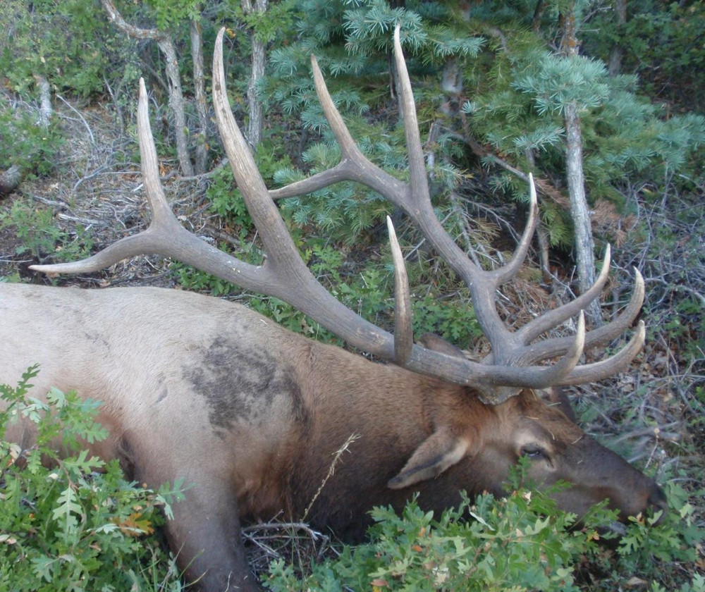 Trophy elk in Colorado