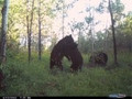 Black bear playing.