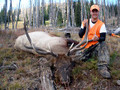 Private land bull elk.