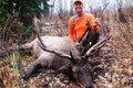 High success elk hunts