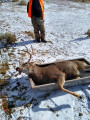 Guided hunts for mule deer