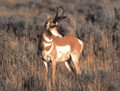 Pronghorn antelope.