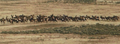 Herd of free range elk.