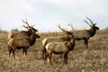 Bachelor heard of bull elk.