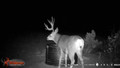 Mule deer at water