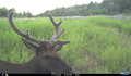 Day game cam elk pics