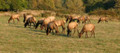 Cow elk herd on private land.
